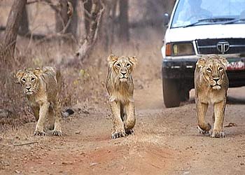 Asiatic lions gir wildlife