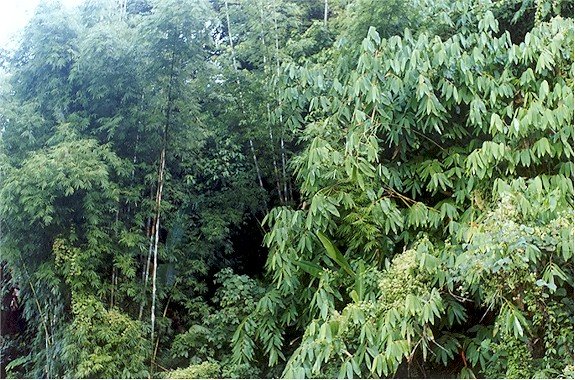bamboo forest arunachal pradesh