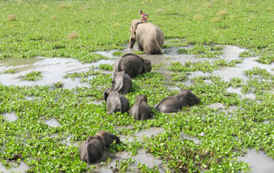 Elephant calves trained to cross water body