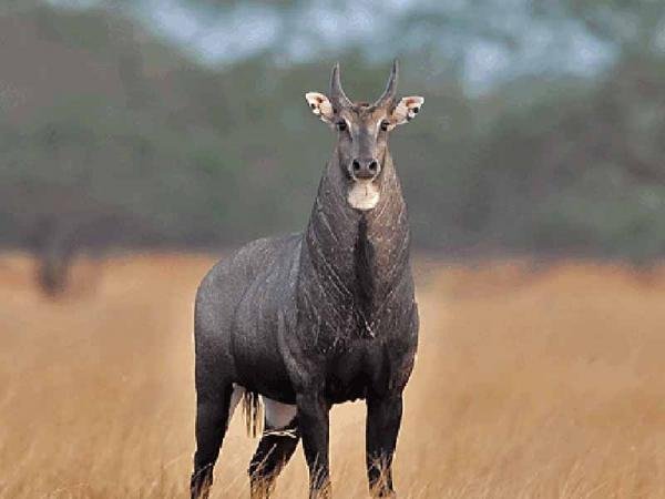 Gir national park