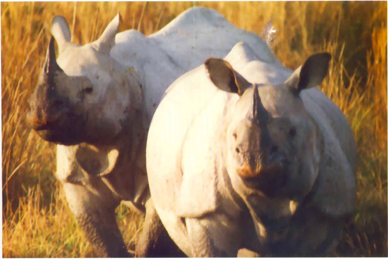 Rhino In Kaziranga