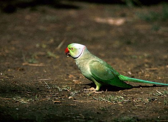 sanjay gandhi national park