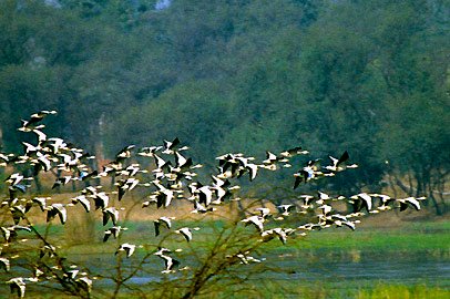 sultanpur bird batching