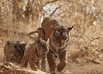 Tiger in Manas Wildlife